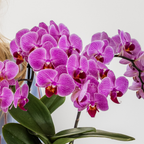 Plantenset Disco | Paarse Vienna orchidee Ø9cm + Succulent incl. keramieken sierpotten