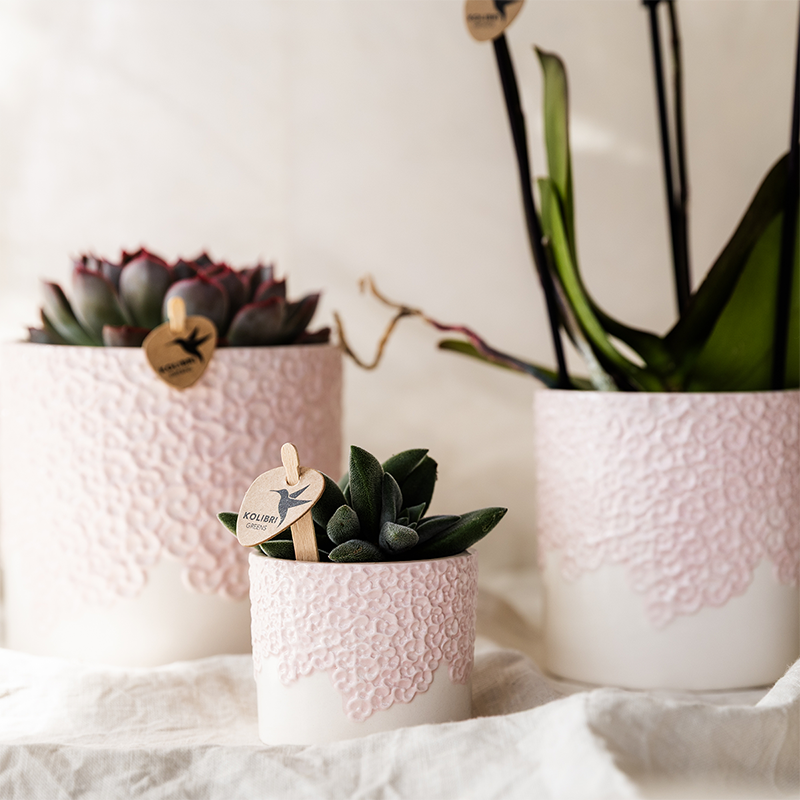 Gift Set Bloom roze | Roze Phalaenopsis orchidee Portugal met groene plant in Bloom roze sierpotten op Cloud plate roze