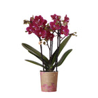 Paarse phalaenopsis orchidee potmaat Ø9cm | Chamonix | bloeiende kamerplant - vers van de kweker