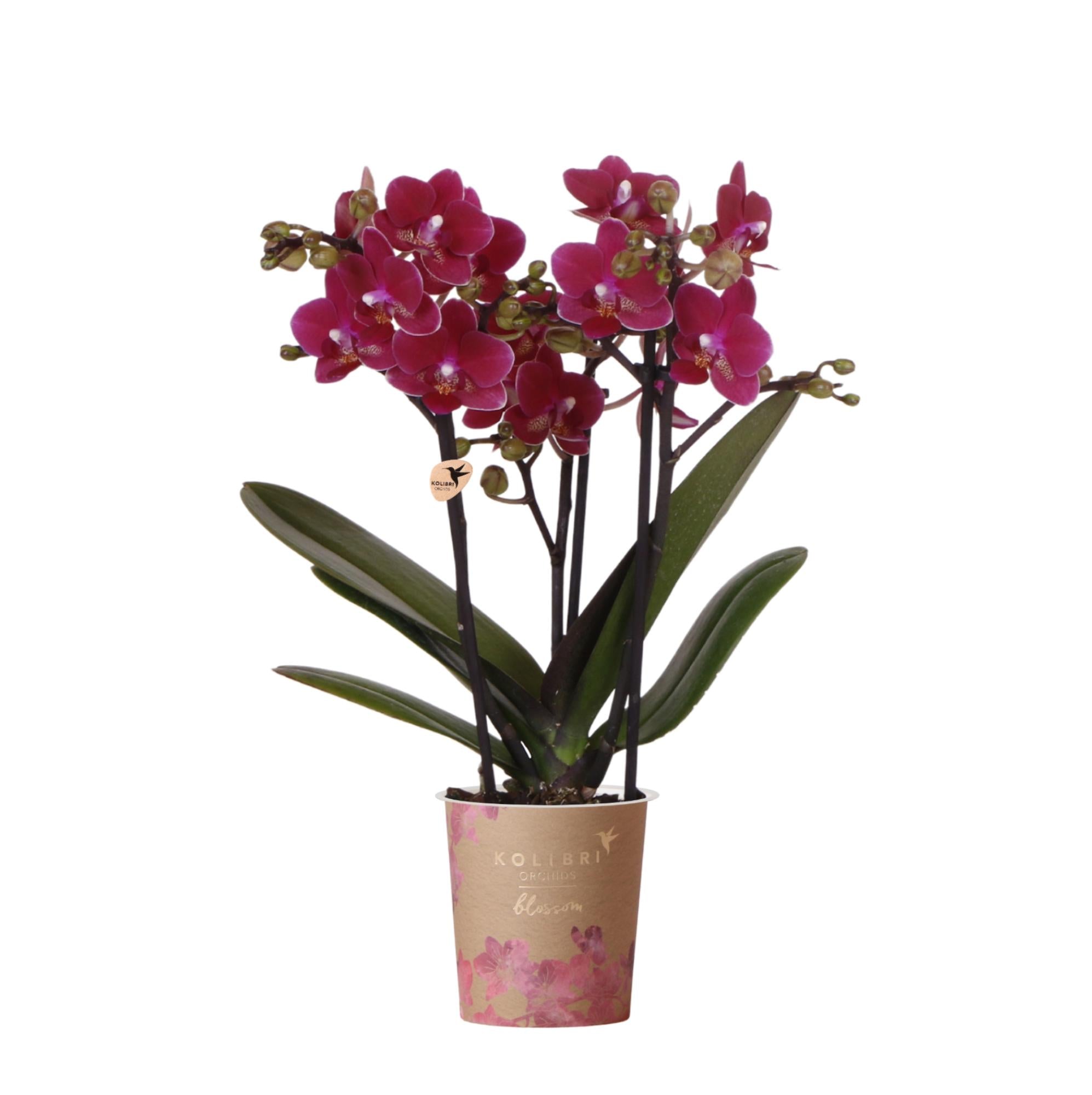 Paarse phalaenopsis orchidee potmaat Ø9cm | Chamonix | bloeiende kamerplant - vers van de kweker