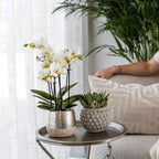 witte Phalaenopsis orchidee - Amabilis + Elite pot silver- potmaat Ø9cm - 35cm hoog | bloeiende kamerplant - vers van de kweker