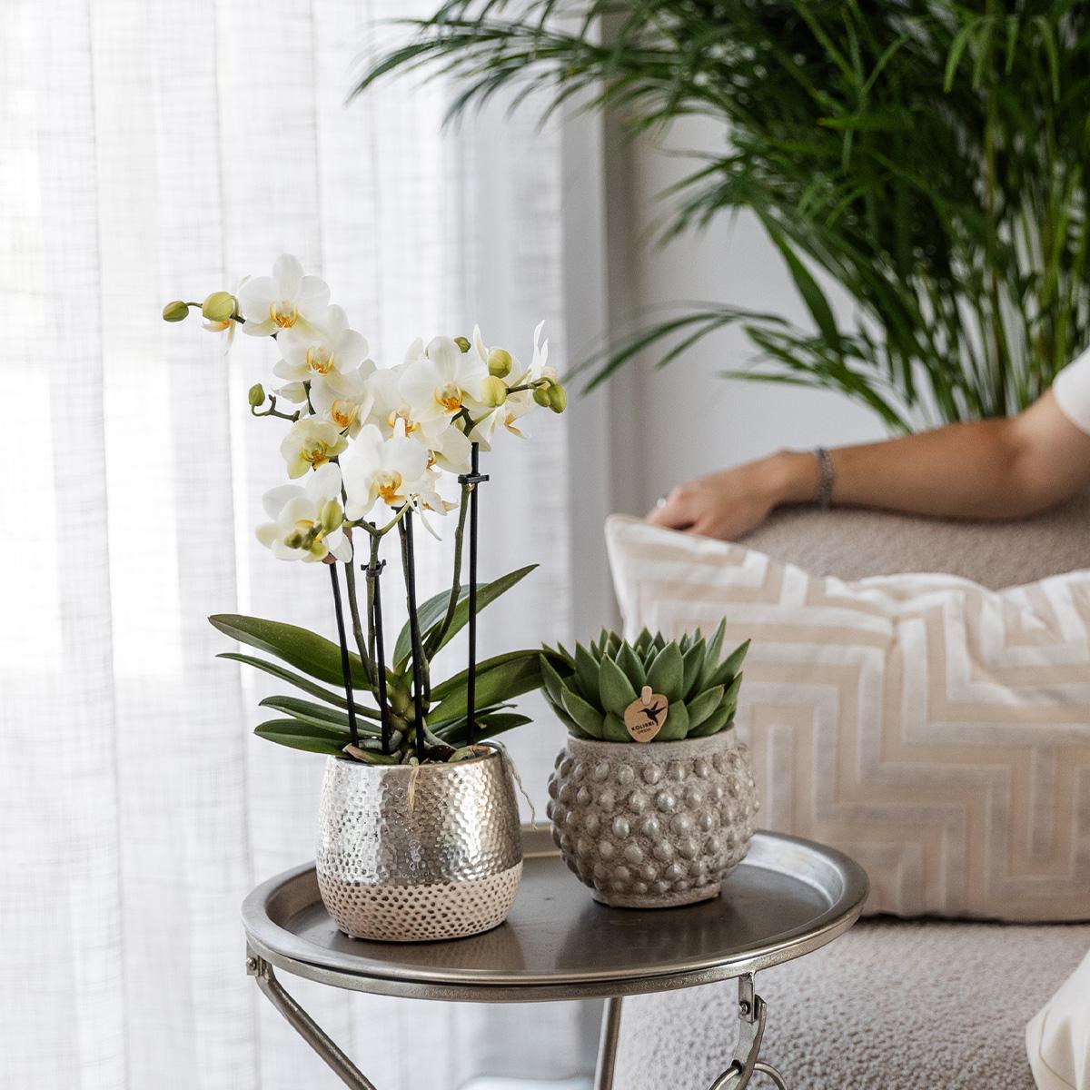witte Phalaenopsis orchidee - Amabilis + Elite pot silver- potmaat Ø9cm - 35cm hoog | bloeiende kamerplant - vers van de kweker
