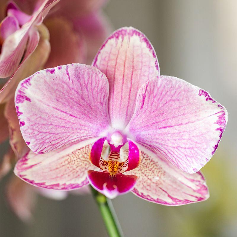 Surprise Diamond - verrassingsbox met 1x Kolibri Diamond orchidee Ø9cm - vers van de kweker