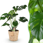 Monstera Deliciosa - Gatenplant - Weinig onderhoud - met mand - Groen - 1 Plant - Pot 21cm - Hoogte 70-80cm