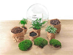DIY Planten terrarium tweedelig bolglas - Dome XL -Ø 28 cm ↑ 28 cm - No tools