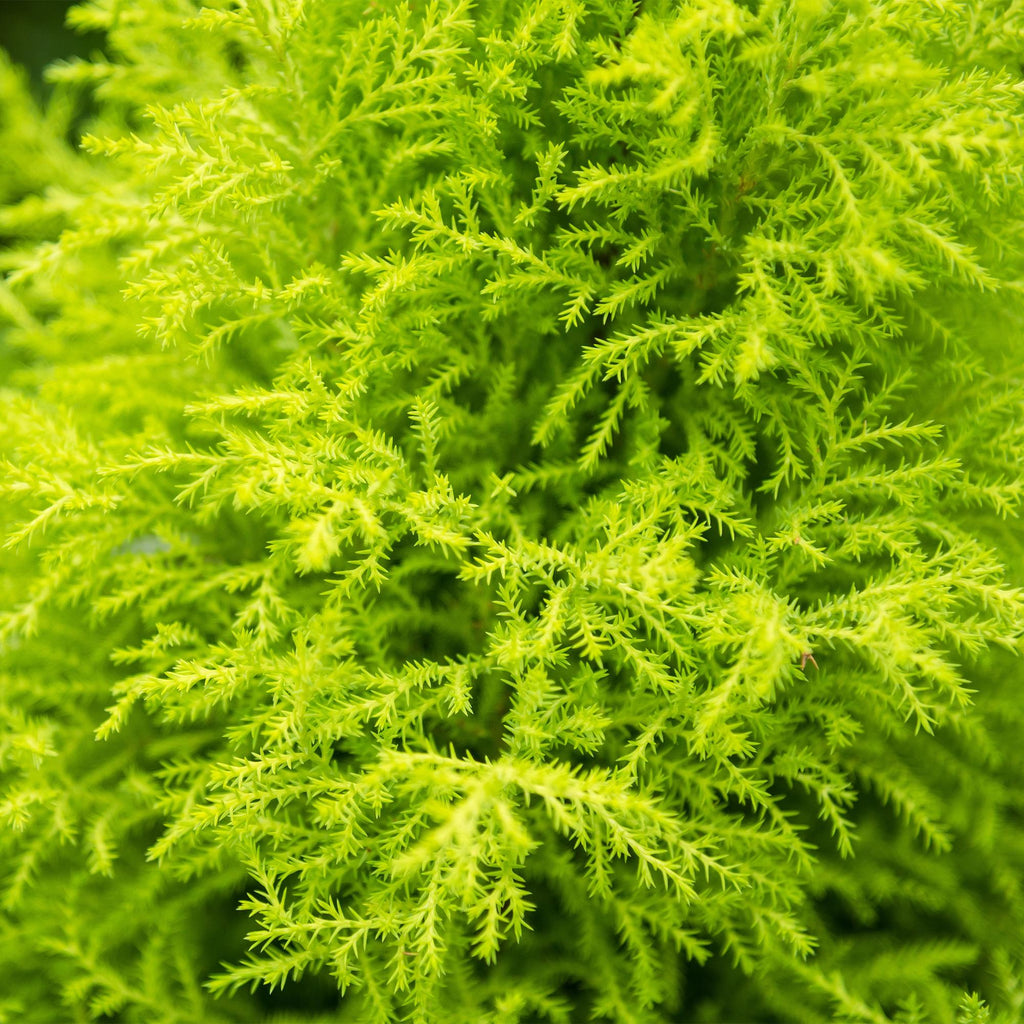 Cupressus Gold Crest Wilma - Kamer conifeer - Weinig onderhoud - Groen - 1 Plant - Pot 21cm - Hoogte 85-95cm