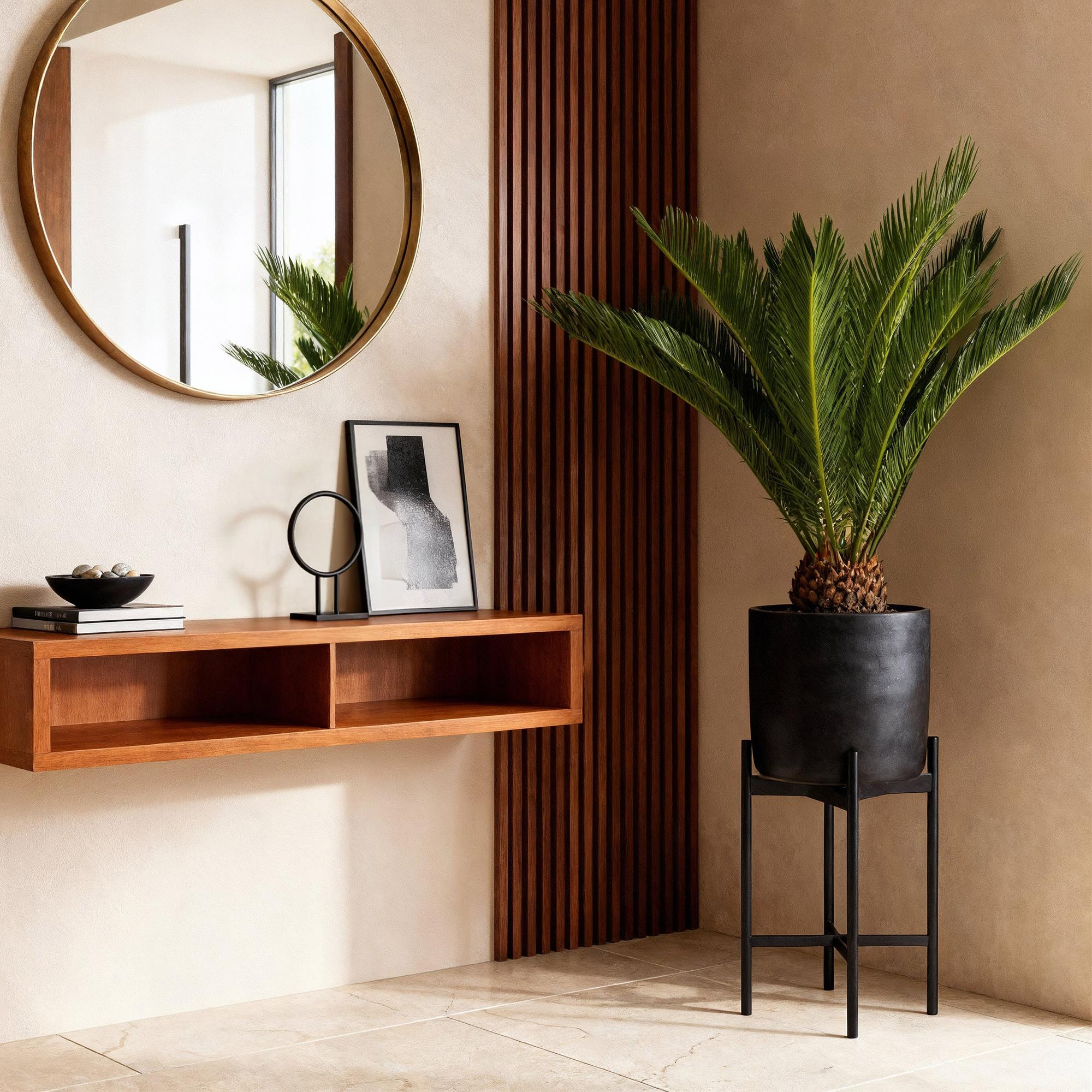 Cycas revoluta - Palmvaren - Weinig onderhoud - Groen - 1 - Pot 17cm - Hoogte 70cm
