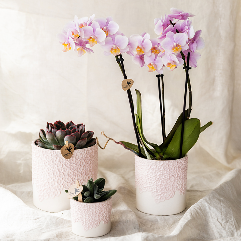 Gift Set Bloom roze | Roze Phalaenopsis orchidee Portugal met groene plant in Bloom roze sierpotten op Cloud plate roze