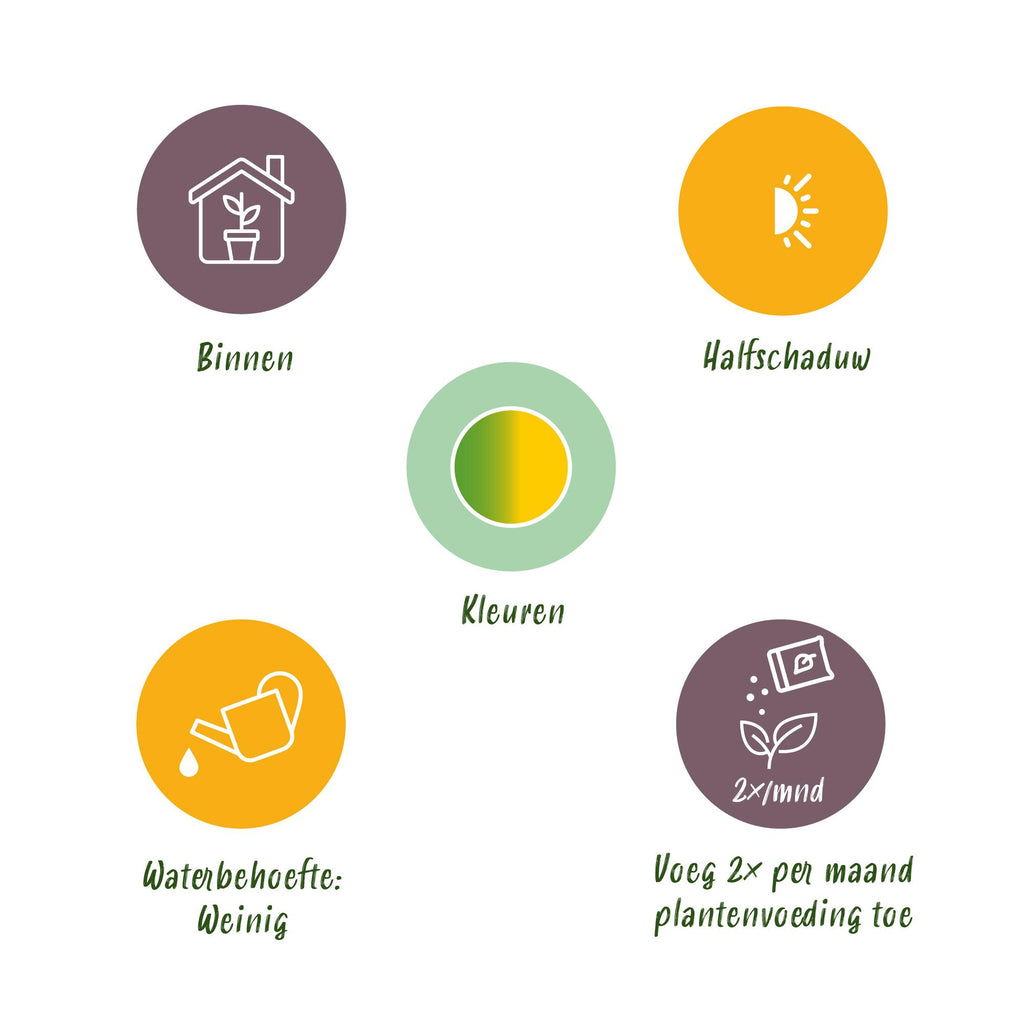 Sansevieria Laurentii - Vrouwentong - Weinig onderhoud - met mand - Groen - 1 Plant - Pot 17cm - Hoogte 60-70cm