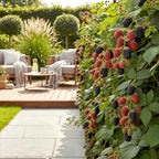 Fruitplanten -3x  Doornloze Braam - Rubus Thornfree - Winterhard - 3 Planten - Pot 9 cm - Zwarte Braam