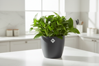 Pot elho Brussels Round Antraciet D20 x H19