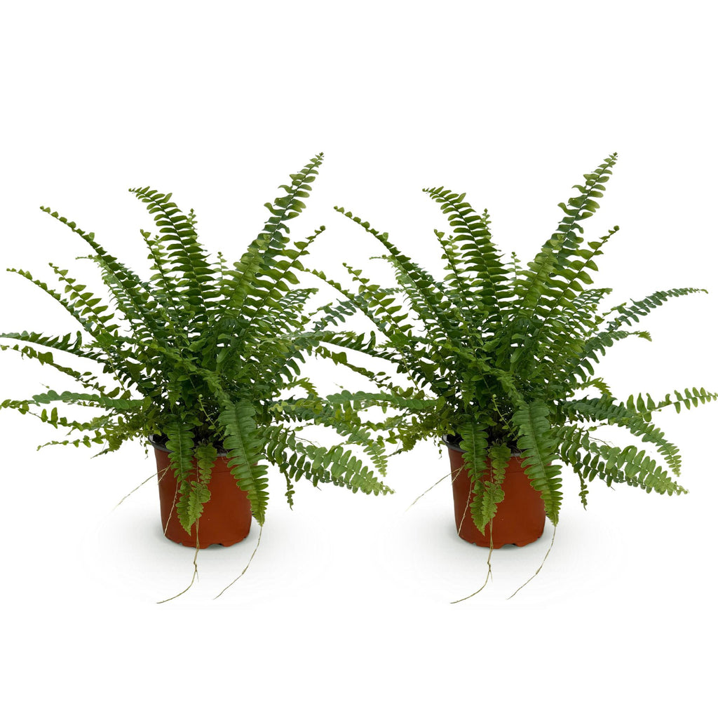 Kamerplant 2STUKS- Nephrolepsis exaltata Green Lady - Varen - Huisdiervriendelijk - Groen - 2 Planten - Pot 12cm - Hoogte 28-30cm