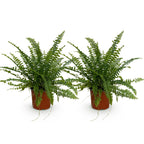 Kamerplant 2STUKS- Nephrolepsis exaltata Green Lady - Varen - Huisdiervriendelijk - Groen - 2 Planten - Pot 12cm - Hoogte 28-30cm