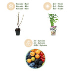 Fruitplanten - Rainbow - Rode Bes - Gele Framboos - Zwarte Braam - Blauwe Bes - Winterhard - 4 Planten - Pot  9cm