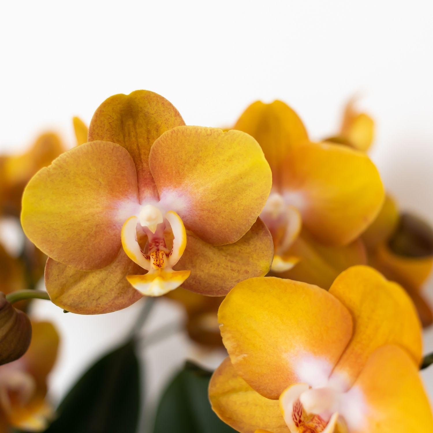 oranje gouden Phalaenopsis orchidee potmaat Ø12cm | Jewel Las Vegas | bloeiende kamerplant - vers van de kweker