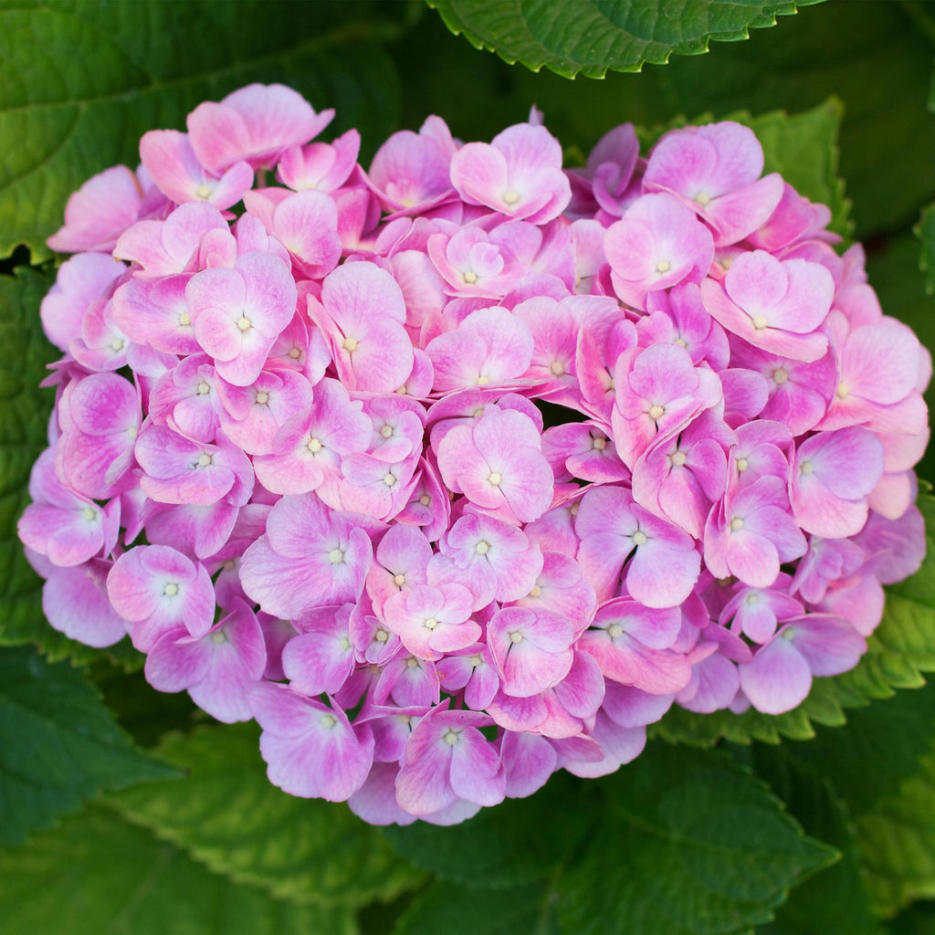 Hydrangea macrophylla Roze - Hortensia - Winterhard - Roze - 3 Planten - Pot 12cm - Hoogte Hoogte 20-30cm