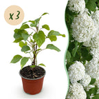 Hydrangea arborescens Annabelle - Pluimhortensia - Winterhard - Wit - 3 Planten - Pot 12cm - Hoogte Hoogte 20-30cm