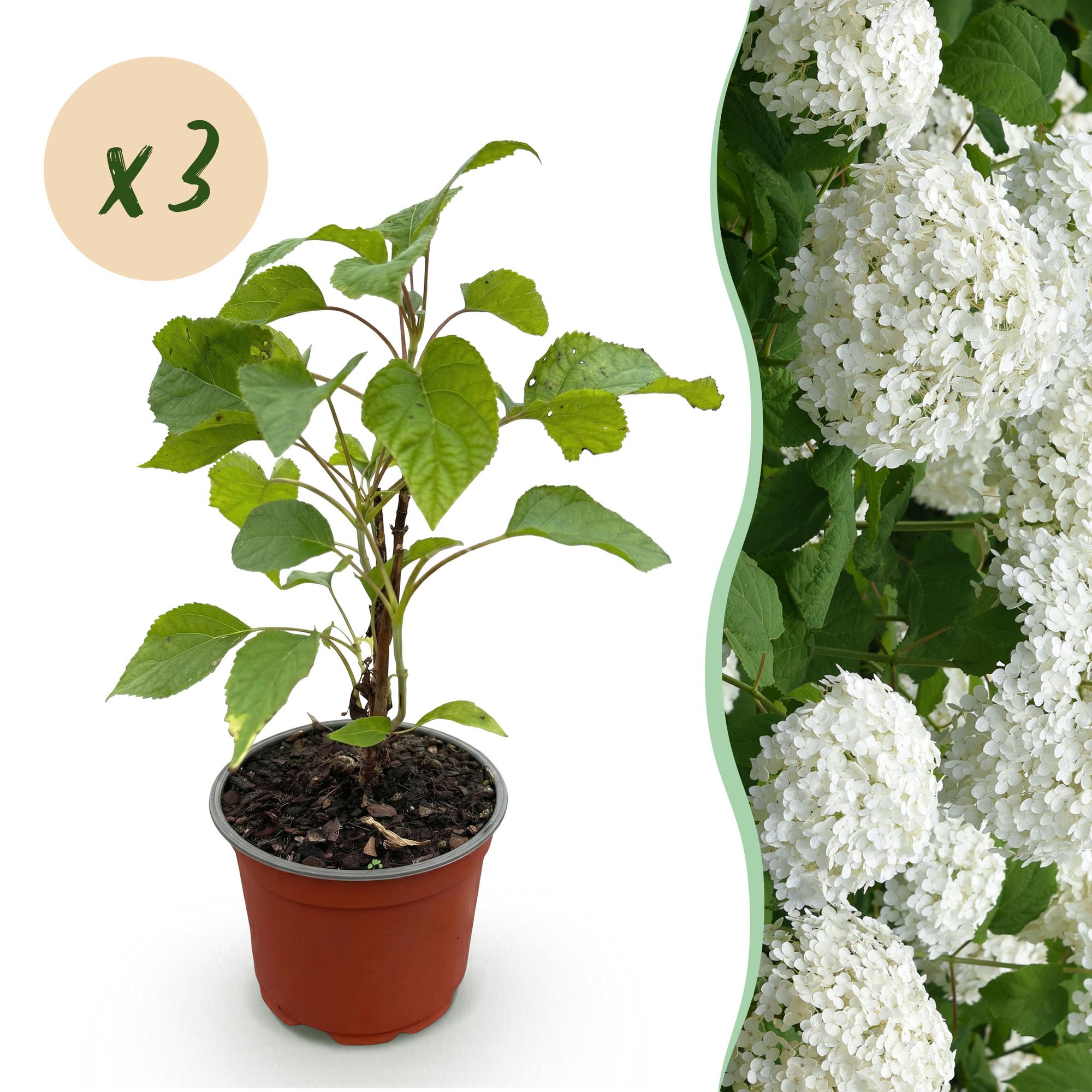 Hydrangea arborescens Annabelle - Pluimhortensia - Winterhard - Wit - 3 Planten - Pot 12cm - Hoogte Hoogte 20-30cm