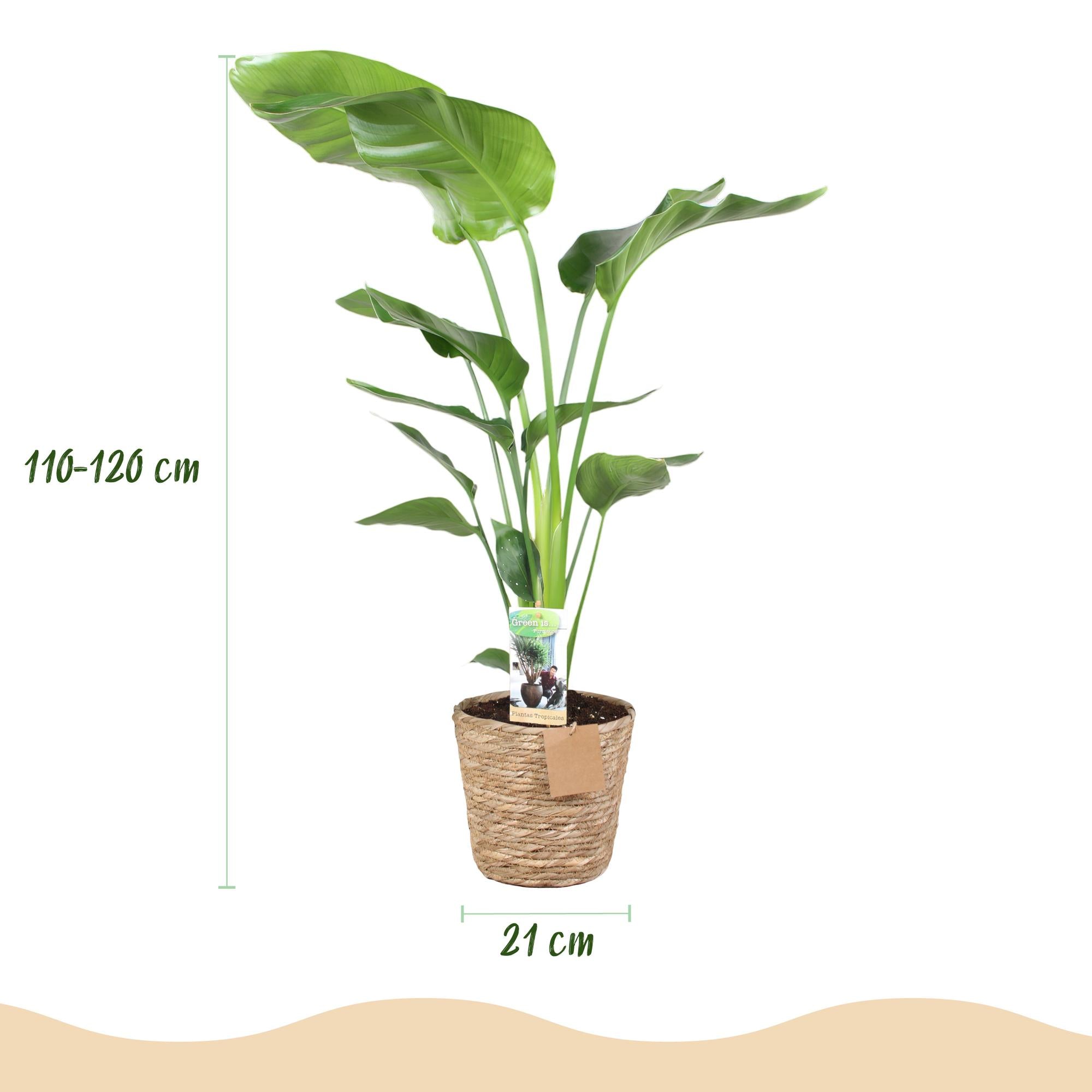 Stelitzia Nicolai - Paradijsvogelbloem - Weinig onderhoud - met mand - Groen - 1 Plant - Pot 21cm - Hoogte 110-120cm