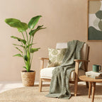 Stelitzia Nicolai - Paradijsvogelbloem - Weinig onderhoud - met mand - Groen - 1 Plant - Pot 21cm - Hoogte 110-120cm