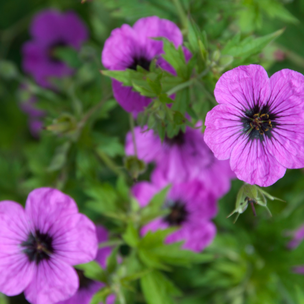 12x Geranium macr. 'Bevan's Variety' - ↕10-25cm - Ø9cm