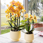 gele Phalaenopsis orchidee - Lima - potmaat Ø9cm | bloeiende kamerplant - vers van de kweker