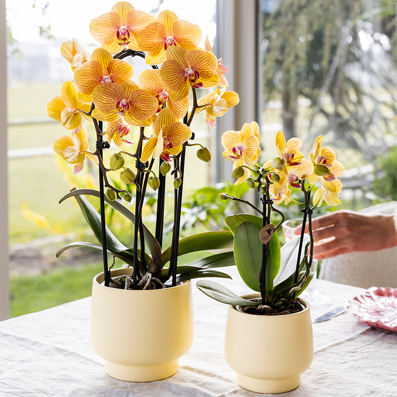 gele Phalaenopsis orchidee - Lima - potmaat Ø9cm | bloeiende kamerplant - vers van de kweker