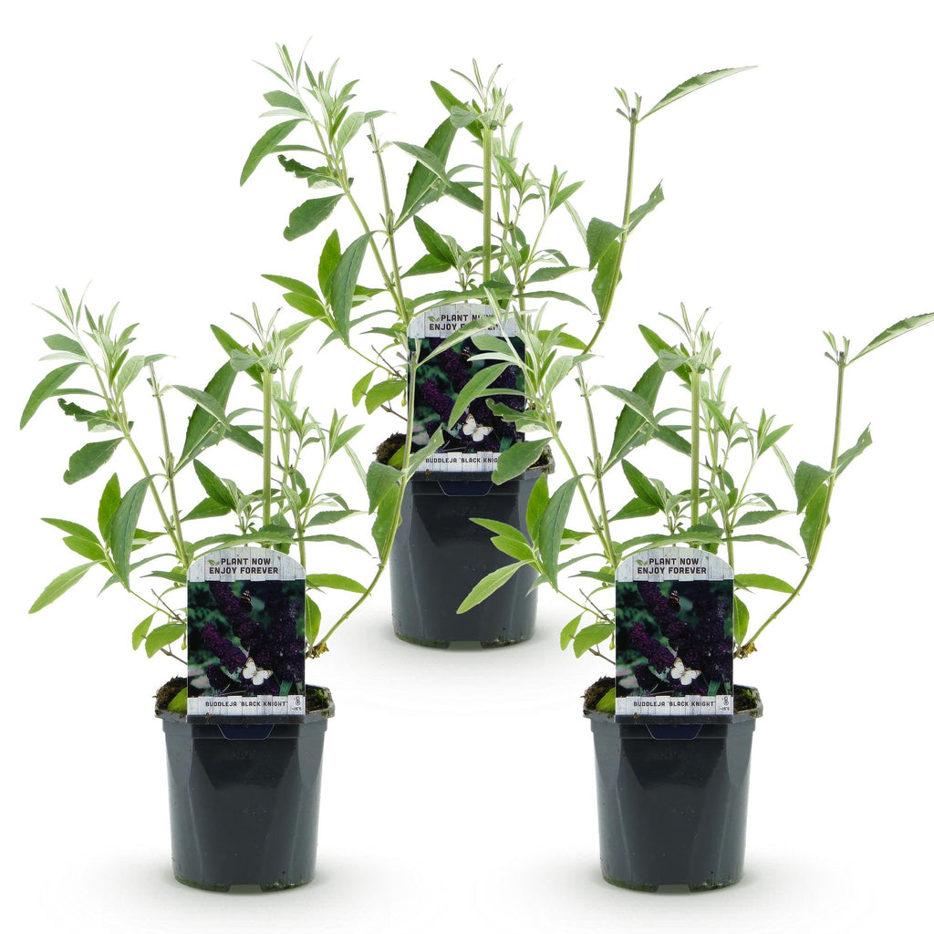 Tuinplant - 3xBuddleja davidii Black Night - Vlinderstruik - Winterhard - Paars - 3 Planten - Pot 17cm - Hoogte 45cm