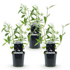 Tuinplant - 3xBuddleja davidii Black Night - Vlinderstruik - Winterhard - Paars - 3 Planten - Pot 17cm - Hoogte 45cm