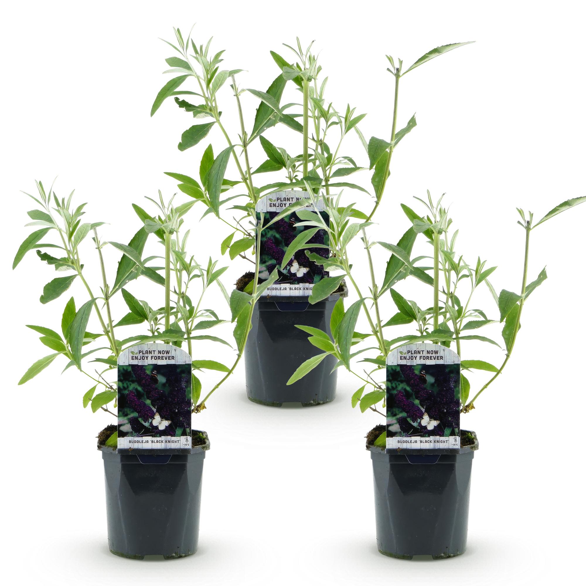 Tuinplant - 3xBuddleja davidii Black Night - Vlinderstruik - Winterhard - Paars - 3 Planten - Pot 17cm - Hoogte 45cm