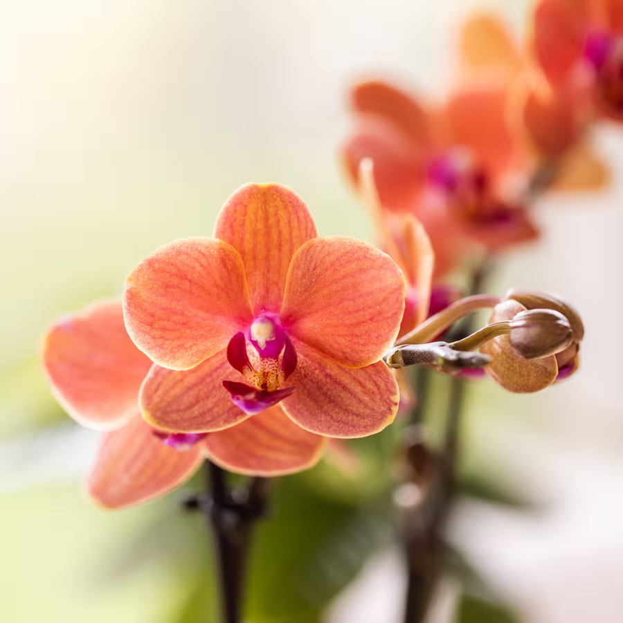 Plantenset Poppy Orange Orchids | Oranje orchidee Bolzano incl. keramieken sierpotten