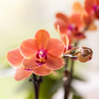 Plantenset Poppy Orange Orchids | Oranje orchidee Bolzano incl. keramieken sierpotten