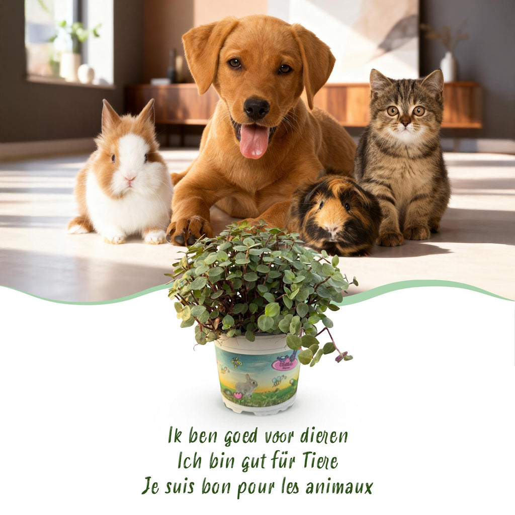 Calissia repens - Kattengras - Huisdiervriendelijk - Groen - 1 Plant - met Potter Wit - Pot 12cm - Hoogte 17-20cm