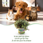 Calissia repens - Kattengras - Huisdiervriendelijk - Groen - 1 Plant - met Potter Wit - Pot 12cm - Hoogte 17-20cm