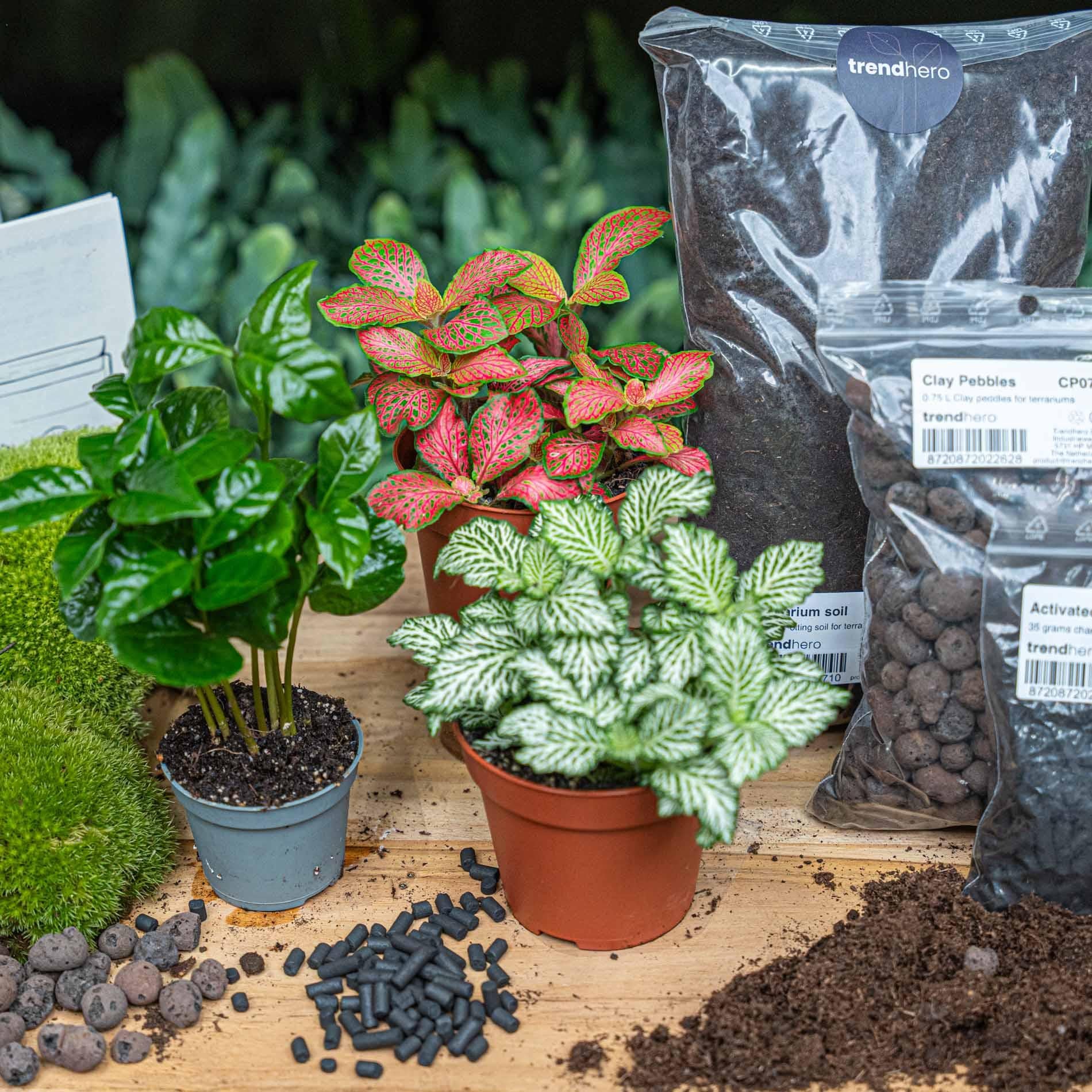 Planten terrarium navulling & startpakket - Coffea Arabica