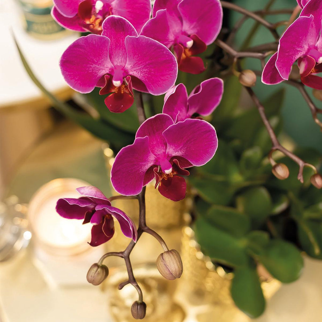 paarse Phalaenopsis orchidee - Morelia + Diamond sierpot goud - potmaat Ø9cm - 35cm hoog | bloeiende kamerplant - vers van de kweker