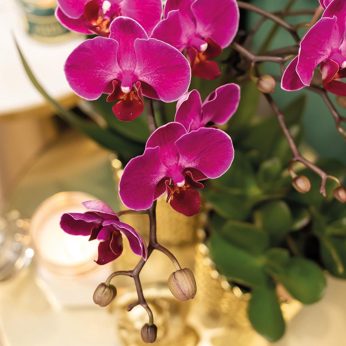 paarse Phalaenopsis orchidee - Morelia + Diamond sierpot goud - potmaat Ø9cm - 35cm hoog | bloeiende kamerplant - vers van de kweker
