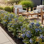 Fruitplanten - Blauwe Bes - Vaccinium corymbossum Bluecrop - Winterhard - 3 Planten - Pot 9 cm - Blauwe Bes