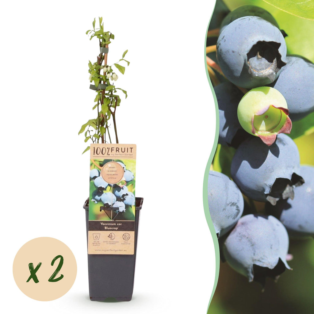Fruitplant - 2x Vaccinium corymbosum Bluecrop - Bosbes - Winterhard - Blauwe Bes - 2 Planten - Pot 15cm - Hoogte 50cm