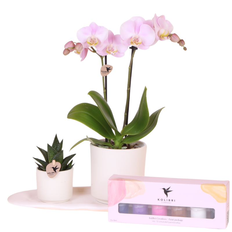 Giftset Creatives | Roze Portugal orchidee + DIY schilderpakket – incl. sierpotten, verf, kwasten & dienblad