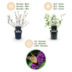 Tuinplant - 3xBuddleja davidii Black Night - Vlinderstruik - Winterhard - Paars - 3 Planten - Pot 17cm - Hoogte 45cm