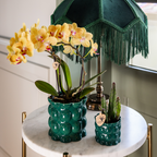 gele Phalaenopsis orchidee - Lima - potmaat Ø9cm | bloeiende kamerplant - vers van de kweker