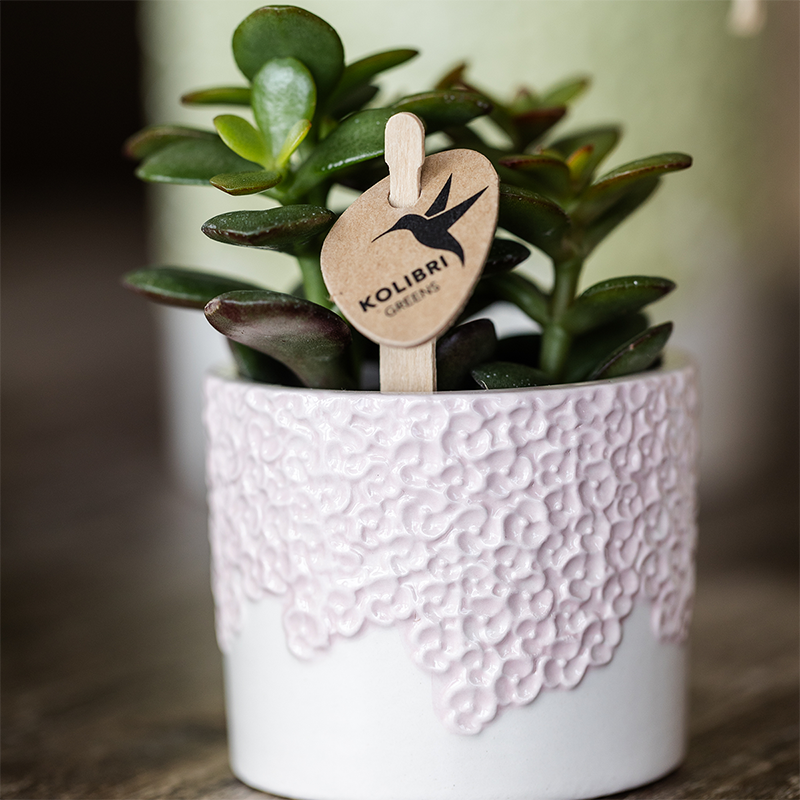 Gift Set Bloom roze | Roze Phalaenopsis orchidee Portugal met groene plant in Bloom roze sierpotten op Cloud plate roze