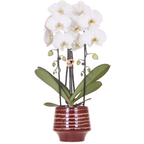 Witte Niagara Falls orchidee + Moonstone burgundy sierpot – potmaat Ø12cm | bloeiende kamerplant – vers van de kweker