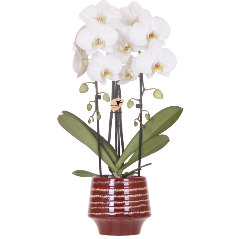 Witte Niagara Falls orchidee + Moonstone burgundy sierpot – potmaat Ø12cm | bloeiende kamerplant – vers van de kweker