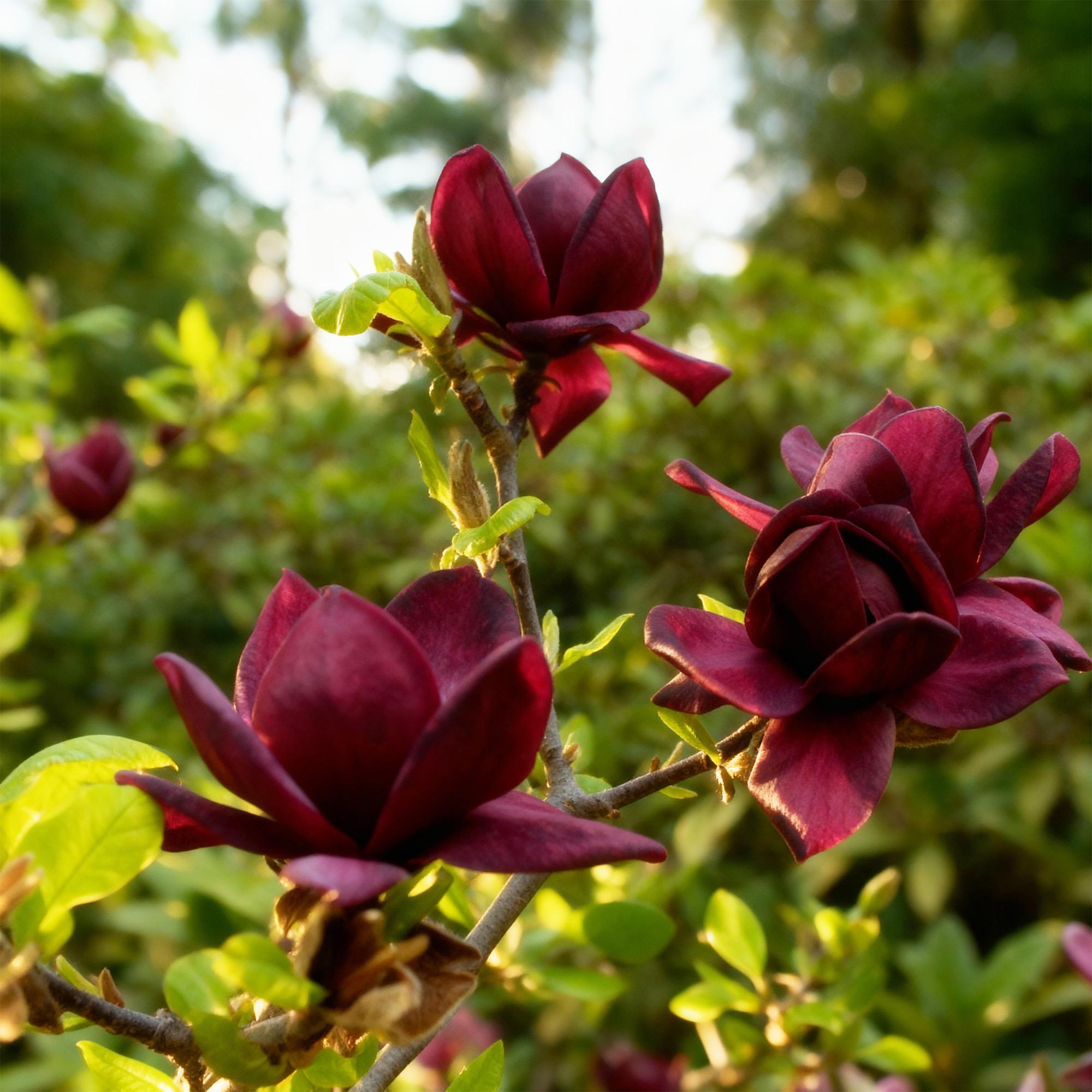 Tuinplant - Magnolia Genie - Bloem Paars - 1 Plant - Bladverliezend - Weinig Onderhoud - Pot 12cm Hoogte 30cm