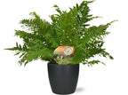 Blechnum Silver Lady - Ø17cm - ↕50cm + Pot Brussels D18x17cm - Antraciet