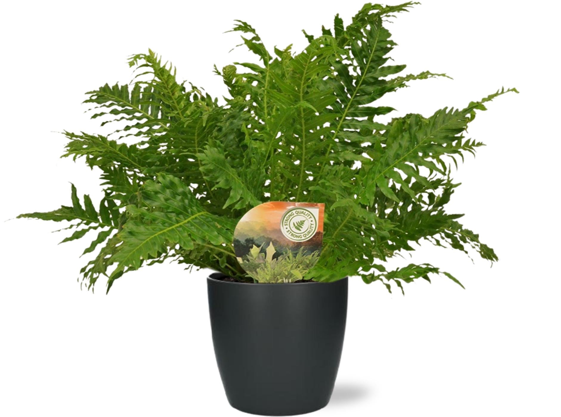Blechnum Silver Lady - Ø17cm - ↕50cm + Pot Brussels D18x17cm - Antraciet