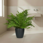 Blechnum Silver Lady - Ø17cm - ↕50cm + Pot Brussels D18x17cm - Antraciet