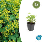6x Alchemilla mollis - ↕10-25cm - Ø9cm